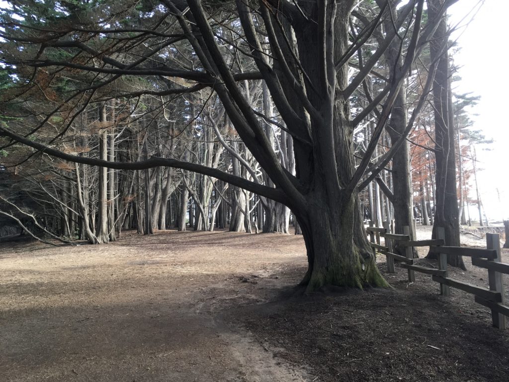 Dirt path through a forest