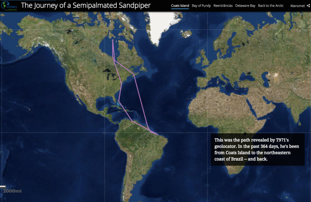 story map showing route of a tagged sandpiper 