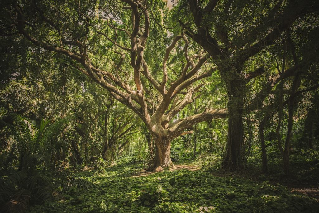 photo of large tree in forest