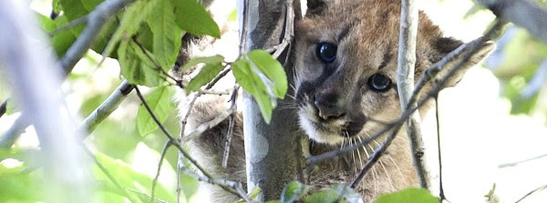 young puma in a tree gazing at camera