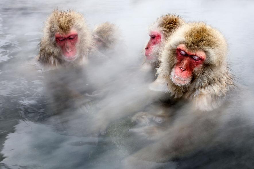 Japanese macaques soaking in hotspring