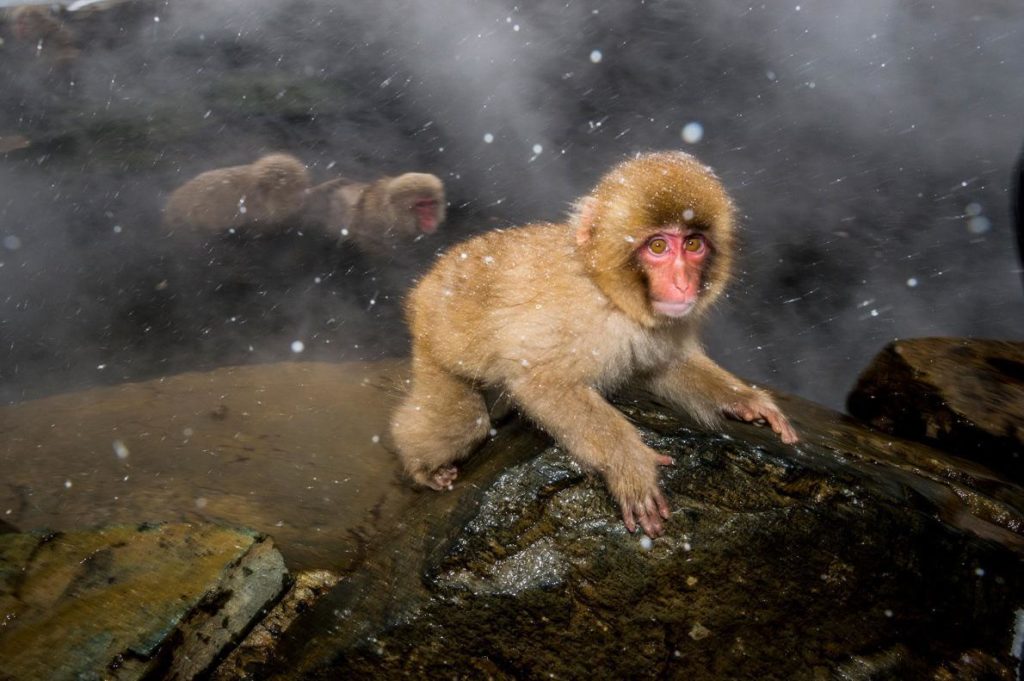 Japanese macaque juvenile climbing out of hotspring