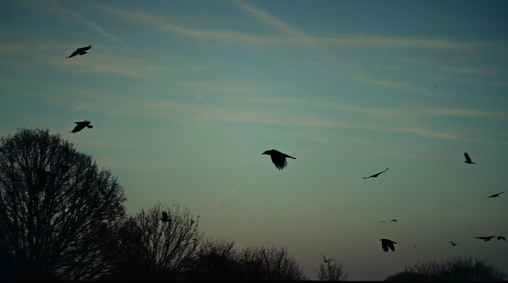 Several crows in flight above treetops