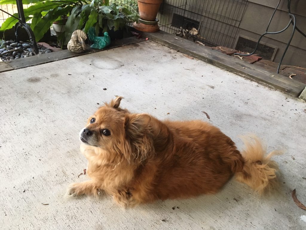 Small red dog sitting outside looking into camera