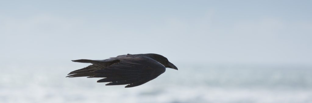 photo of raven in flight