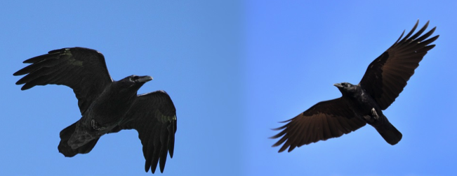 raven in flight against blue sky and crow in sky against blue sky