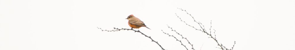 bird perched on a branc