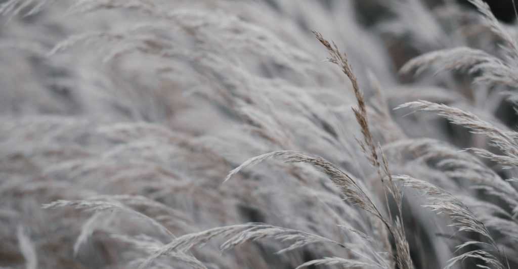 Close up of tall grasses