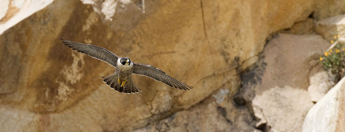 Peregrine Falcon Archives | Claudia L’Amoreaux